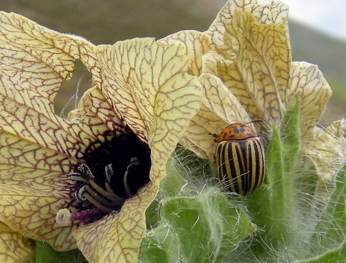 Coleottero giallo e arancio